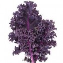 Chou Kale rouge BIO La Roquette au 100 g