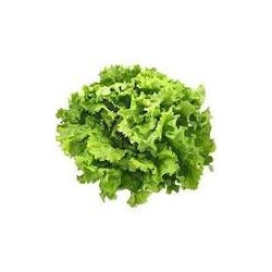 Salade Batavia Blonde- BIO- La Roquette sur Siagne (à la pièce)
