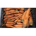 Carottes lavées Bio de Chateauneuf