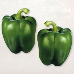 Poivrons verts carré BIO La Roquette sur Siagne (au 500 g)