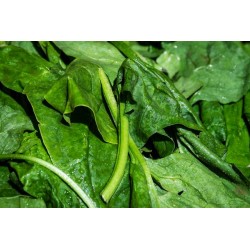 Epinars feuille bio de Grasse