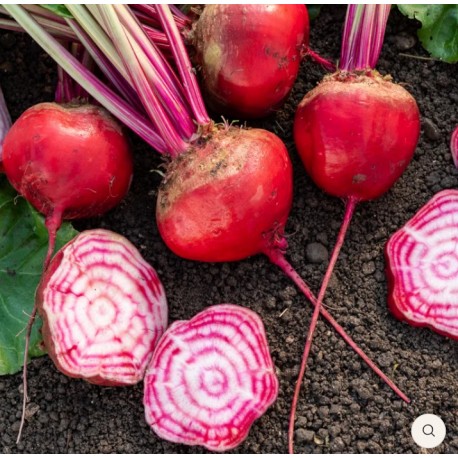 Betteraves crues Chioggia  BIO (au 500g)