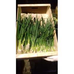 Cébettes  BIO  (à la botte)