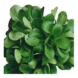 Salade Mâche Bio (au 100g)