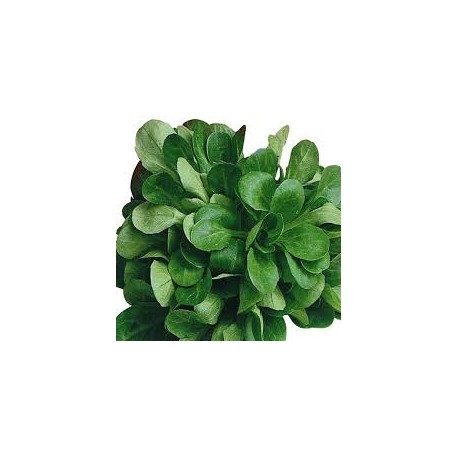 mache raisonnée aux 100g