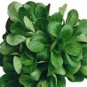 Salade Mâche Bio (au 100g)