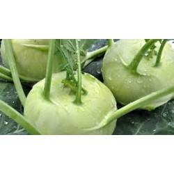 Choux Raves BIO  (par 500g)