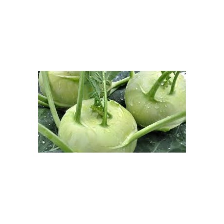 Choux Raves BIO  (par 500g)