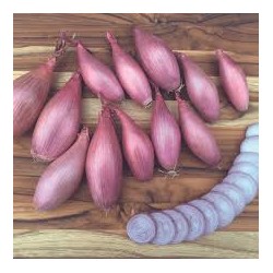 Échalion de France (aux 100g)