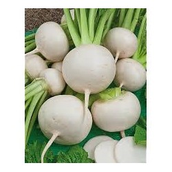 Navets plats blancs  BIO Chateauneuf  (par 500g)