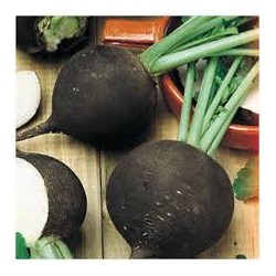 Radis noir ronds BIO Chateauneuf (au 100 g)