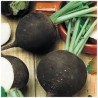 Radis noir ronds BIO Chateauneuf (au 100 g)