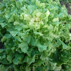 Chicorée blonde Bio (à la pièce)