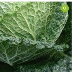Chou de Milan vert  (à la pièce vendu au kg)