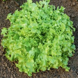Salade Feuille de chêne blonde frisée BIO Chateauneuf  (Pièce)
