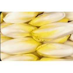 Endives