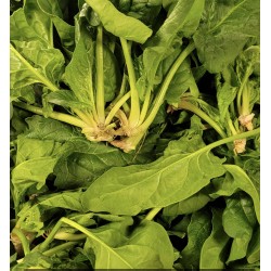 Epinars feuille bio de Grasse