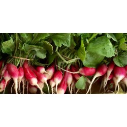 Radis roses BIO (la botte)