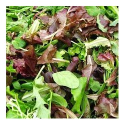 salade mesclun de Grasse ( vendue au 100g0
