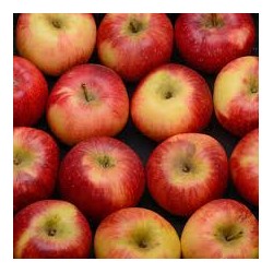 Pommes bicolore  Bio l au Kg