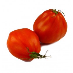 Tomates cotelées BioI talie