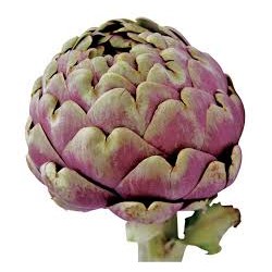 Artichauts violets Chateauneuf  Bio  (au 500g)
