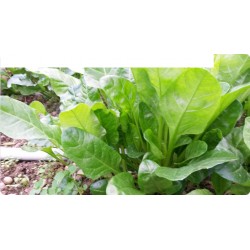 Blettes  vertes BIO (au 500g)