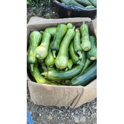 courgettes de Nice (au kg)