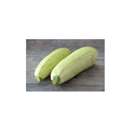 Courgettes blanche 1/2 longues, bio, Grasse
