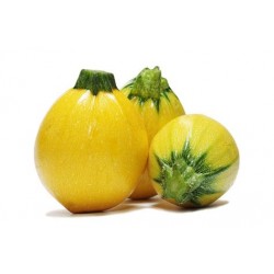 Courgette au kg