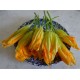 Fleur de courgette BIO de Pégomas