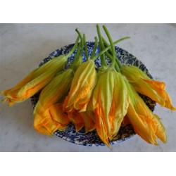 Fleur de courgette BIO de Pégomas
