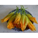 Fleurs de courgettes mâles  (les 10)