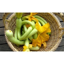 Courgettes trompettes fleurs Grasse  (au 500g)