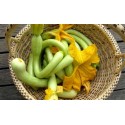 Courgettes de Nice Grasse  (au 500g)
