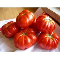 Tomates Marmande (par cagettes 5kg )