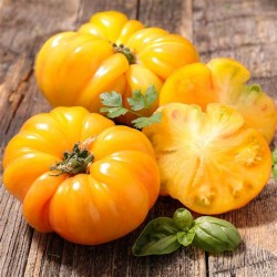 Tomates jaunes Ananas (par cagettes 5kg )