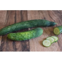 Concombre Bio Grasse (au 500g)