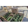 Courgettes non calibrées (cagette 5kg )