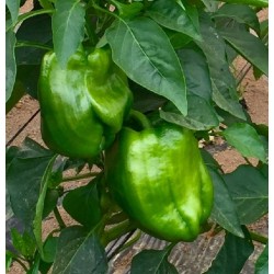 Poivrons verts  BIO