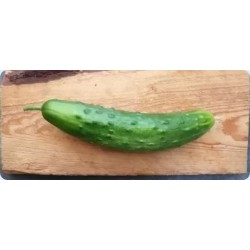 Concombre épineux vert ChateauNeuf Bio (à la pièce)