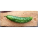 Concombre épineux vert ChateauNeuf Bio (à la pièce)