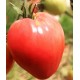 Tomates coeur de beuf  France BIO (au kg)