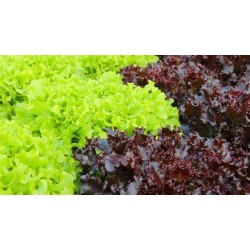 salade batavia rouge ou blonde- BIO- Grasse  (à la pièce)