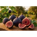 Figues Sollies-Pont Var au 100G