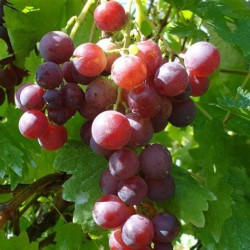 Raisin Cardinal France Bio au 500g