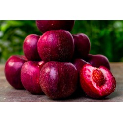 Nectarines  plates  variétés craquelée au 500G E P- HAUTES  ALPES