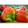 Poivrons rouges (au 500 g)