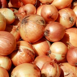 Oignons jaunes BIO (au 500g)