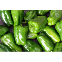 Poivrons verts